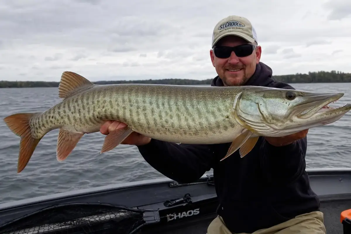 Muskellunge (Muskie)