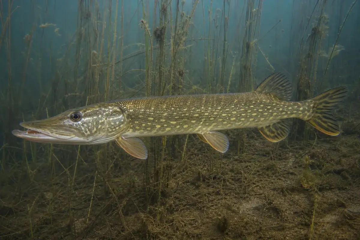 Northern Pike